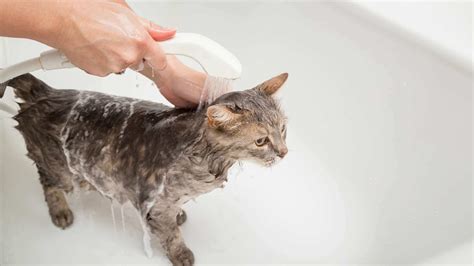 Can Magic Coat Cat Shampoo Help Reduce Shedding? An Investigation